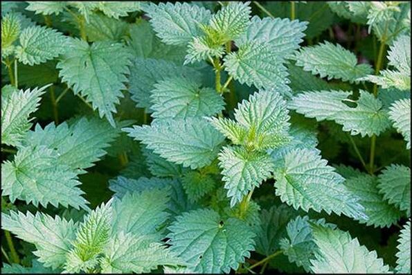 Nettle - a folk remedy that improves male sexual function